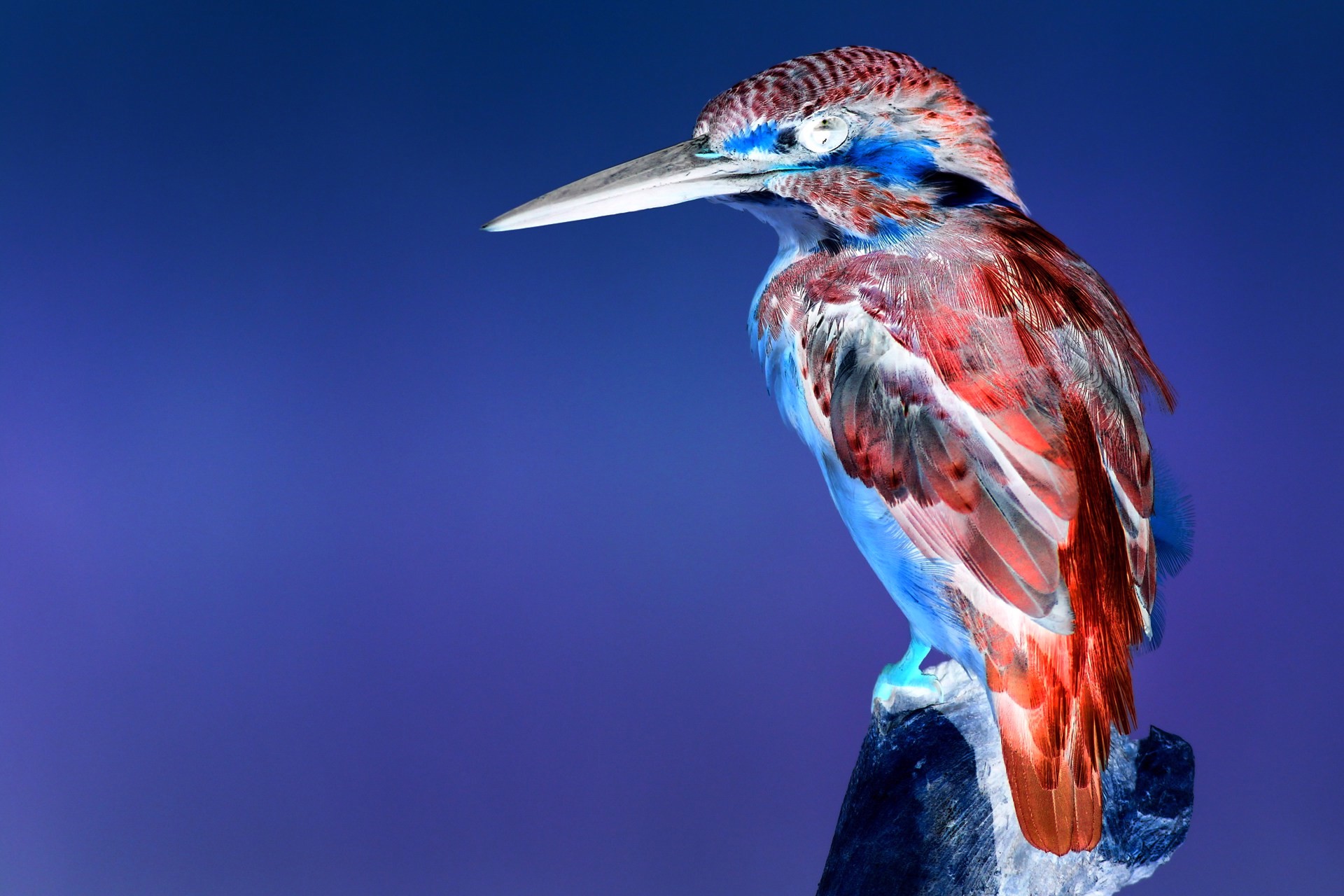 Image after negative filter