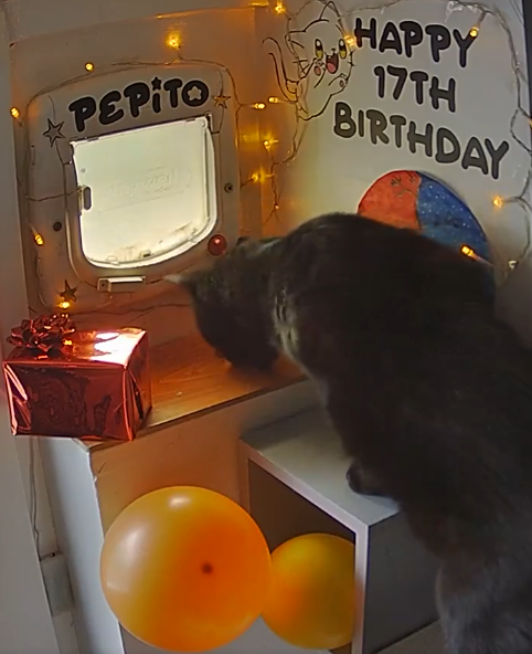 Pepito 17th birthday screenshot